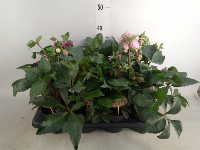 <h4>Helleborus x hybr. 'Red Princess'</h4>