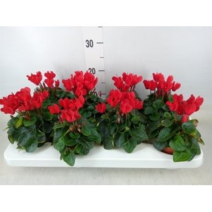 Cyclamen KL 'Compact'