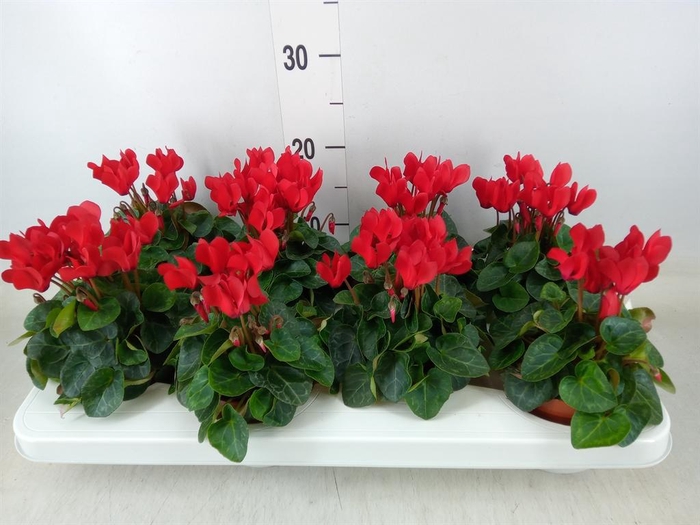 <h4>Cyclamen KL 'Compact'</h4>