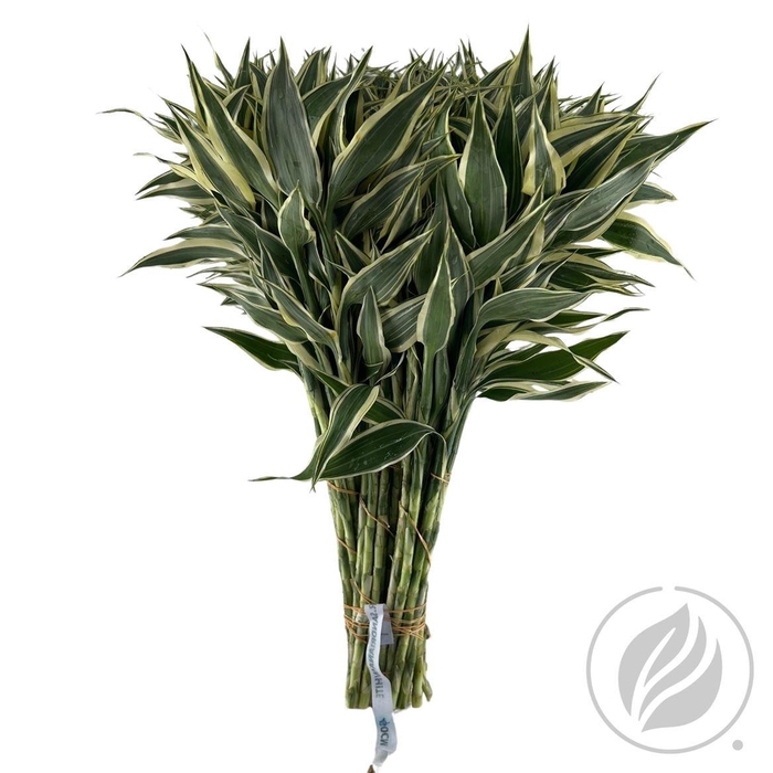 Sandriana Victory 52cm Doos