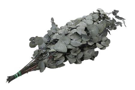 Bunch Euca Cinerea Pres. 150g L65