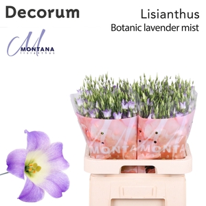 EUSTOMA RUSS. EN 'BOTANIC LILAC SQ'