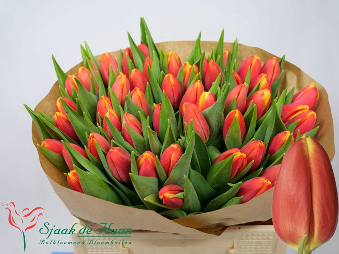 <h4>TU EN TRAILBLAZER</h4>