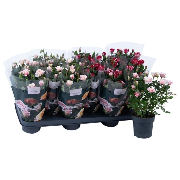 <h4>Nolina Roses Ø 10,5 cm. Mix Gigi/Piia</h4>