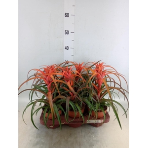 Tillandsia capitata 'Hermosa'