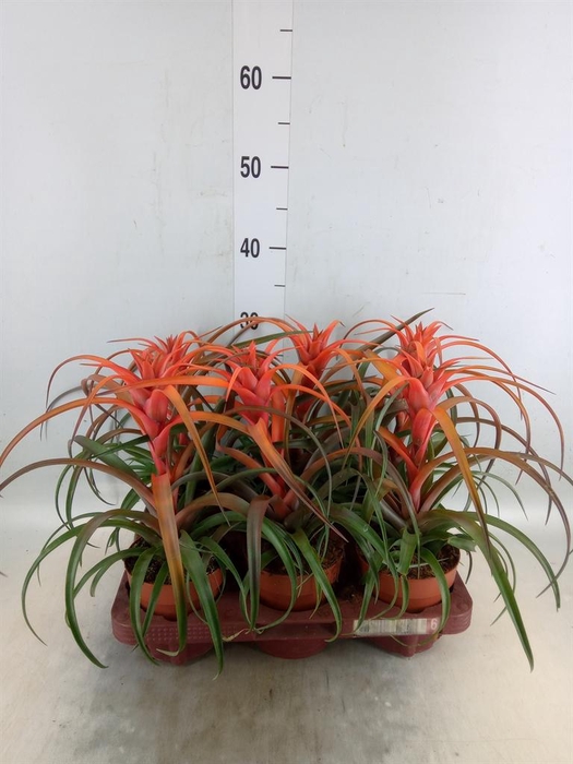 <h4>Tillandsia capitata 'Hermosa'</h4>
