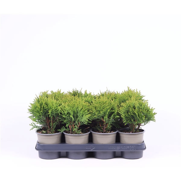 <h4>Thuja occidentalis 'Danica'</h4>