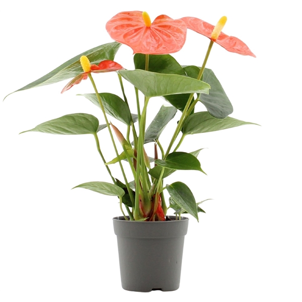 <h4>Anthurium Stilo in transparant sleeve</h4>