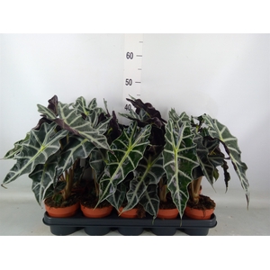 Alocasia amazonica 'Polly'