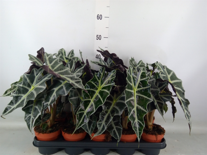 <h4>Alocasia amazonica 'Polly'</h4>