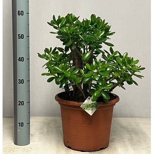 CRASS OVATA