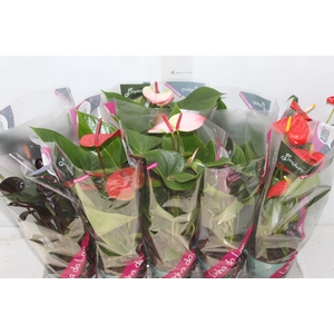 ANTHURIUM VARIADO P12