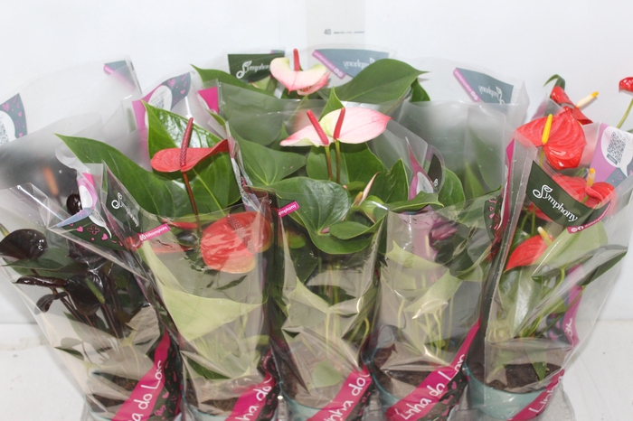<h4>ANTHURIUM VARIADO P12</h4>