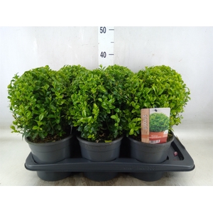 Buxus semp.   ...