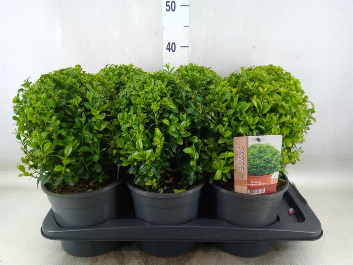 <h4>Buxus semp.   ...</h4>