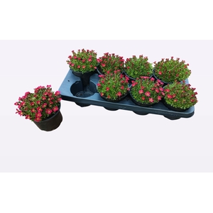 SAXIF AR ICE COL RED