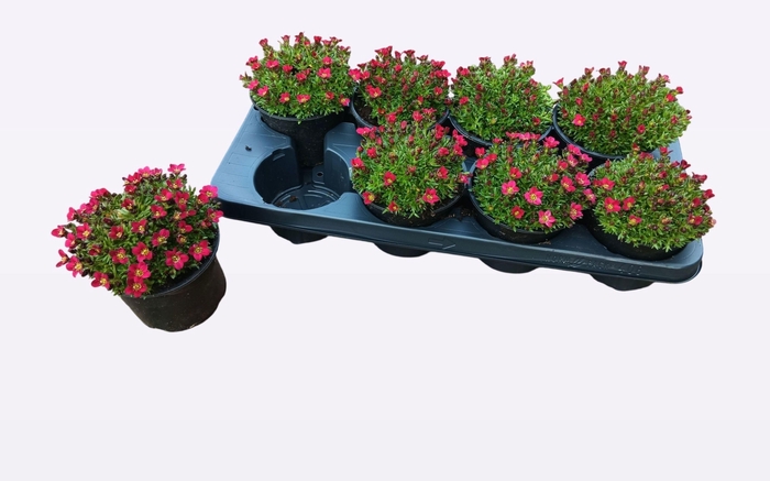 <h4>SAXIF AR ICE COL RED</h4>