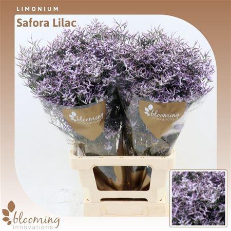 <h4>LIMONIUM SAFORA LILAC</h4>