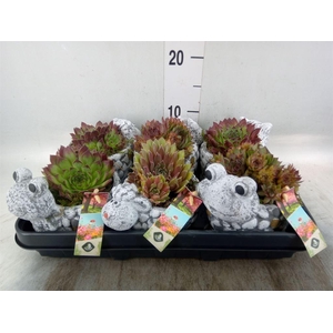 Arr.  Sempervivum L%