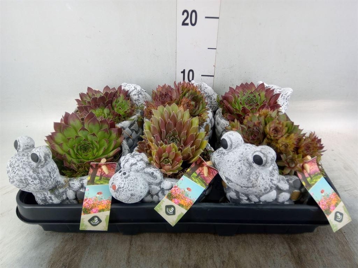 <h4>Arr.  Sempervivum L%</h4>