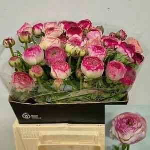 RAN EL WHITE SFUMATO