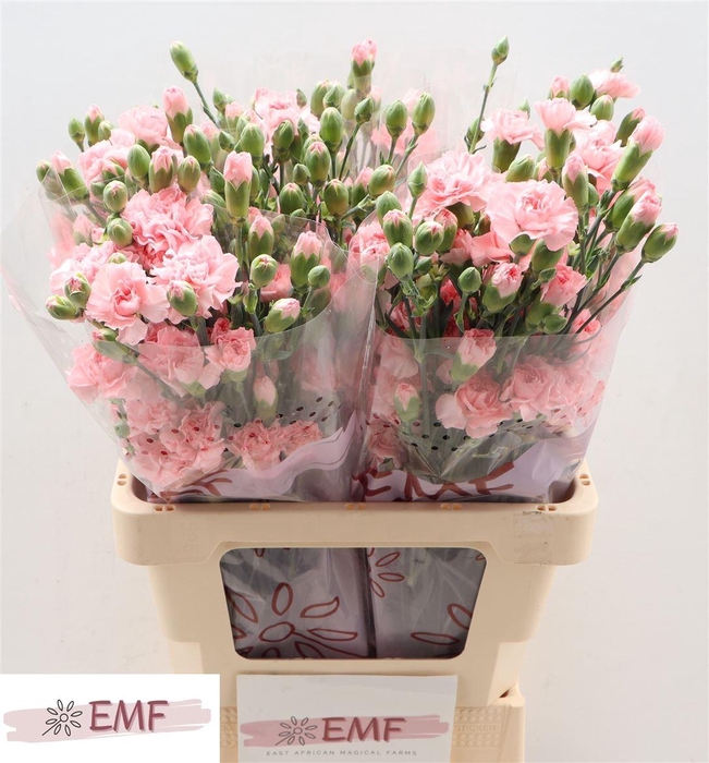 <h4>Di Tr Doobadoo</h4>