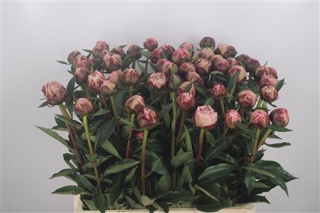 <h4>Paeonia Sarah Bernhard Pink</h4>