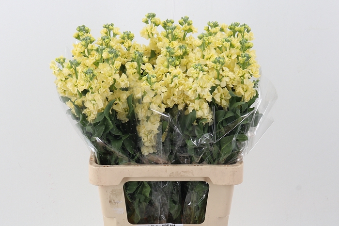 <h4>Matth Phantom Yellow</h4>