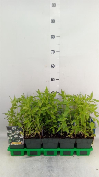 <h4>Monarda didyma</h4>