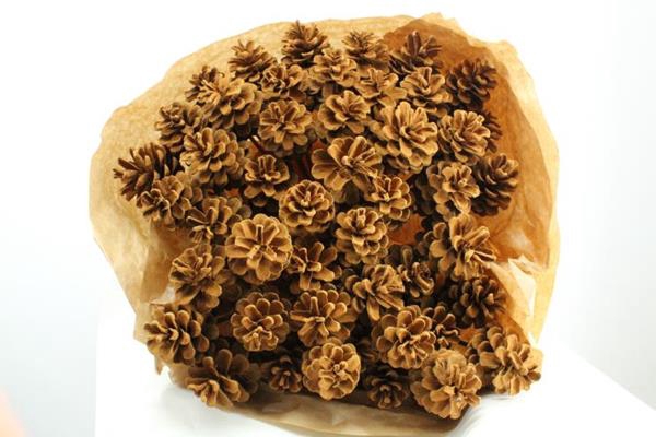<h4>Droog Denneappel Kaneel X35</h4>