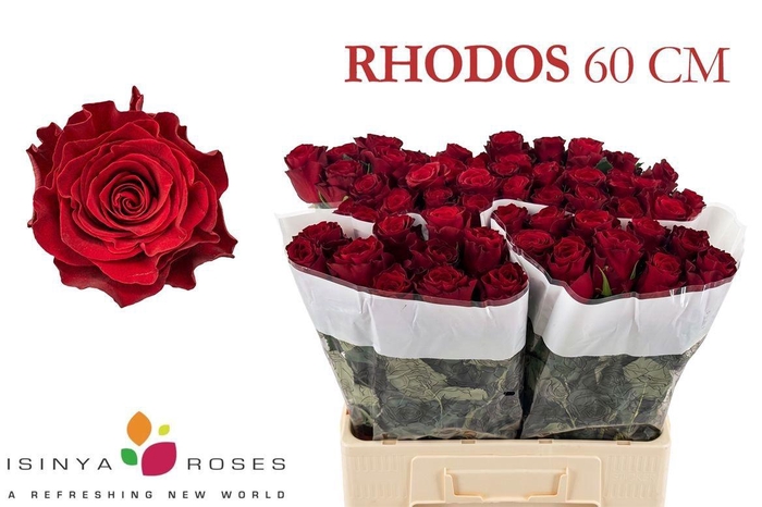 <h4>R GR RHODOS</h4>