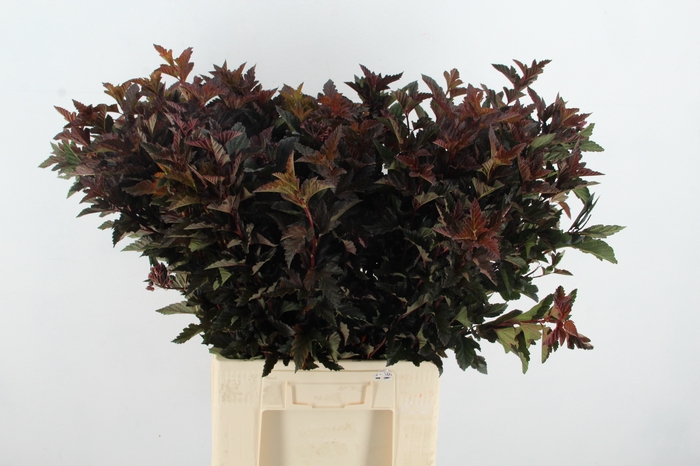<h4>PHYSOCARPUSBLAD D. ROOD</h4>