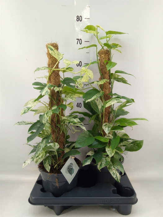 <h4>Epipremnum pinn. 'Marble Variegata'</h4>