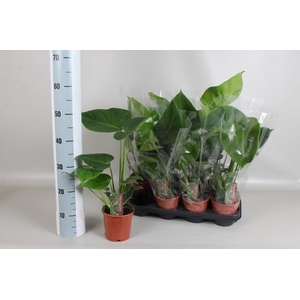 MONSTERA DELICIOSA