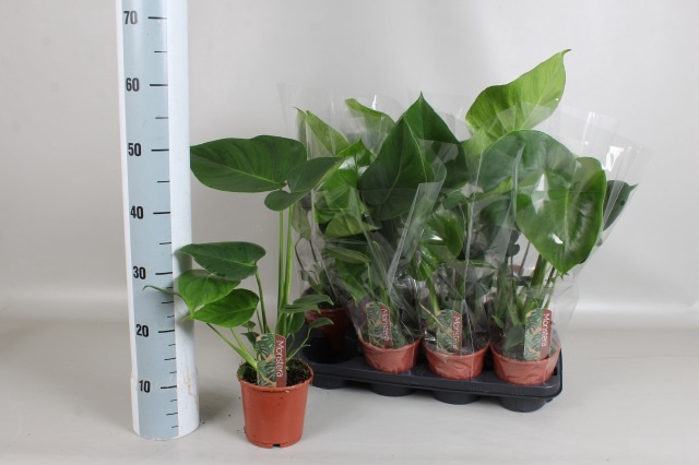 <h4>MONSTERA DELICIOSA</h4>