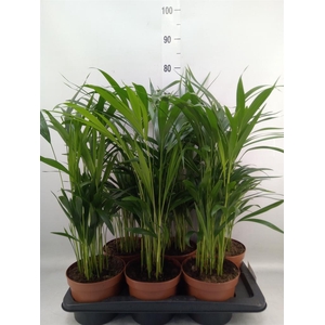 Dypsis lutescens   ...Chrysalidoca