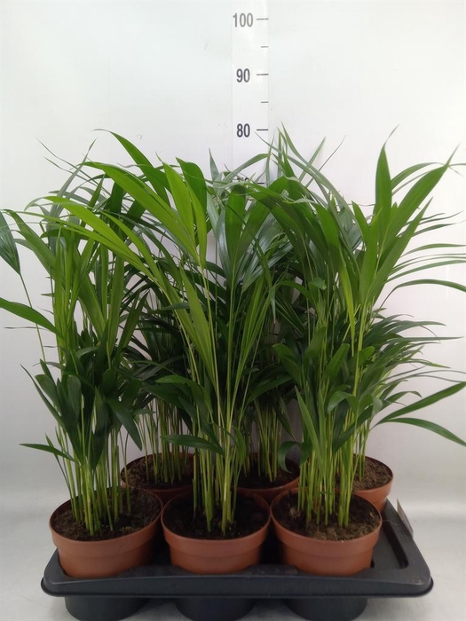 <h4>Dypsis lutescens   ...Chrysalidoca</h4>