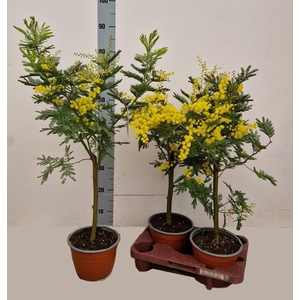 ACACIA PARADOXA