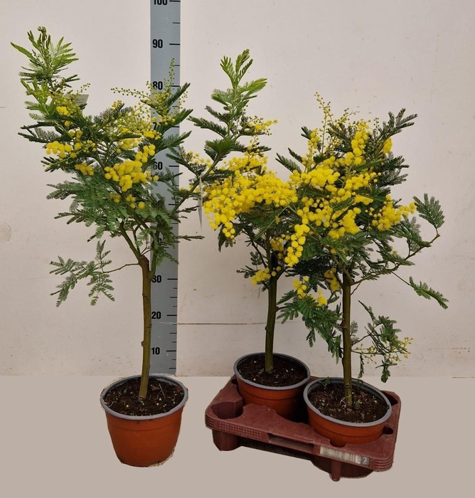 <h4>ACACIA PARADOXA</h4>