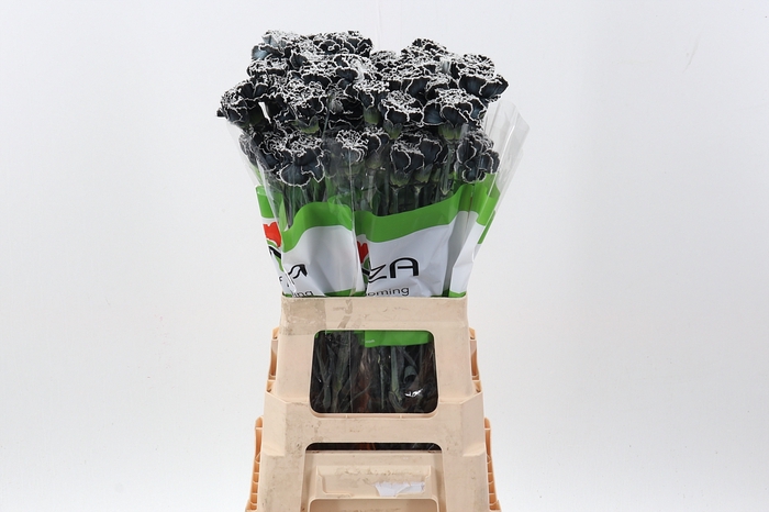 <h4>Di St Tinted Black</h4>