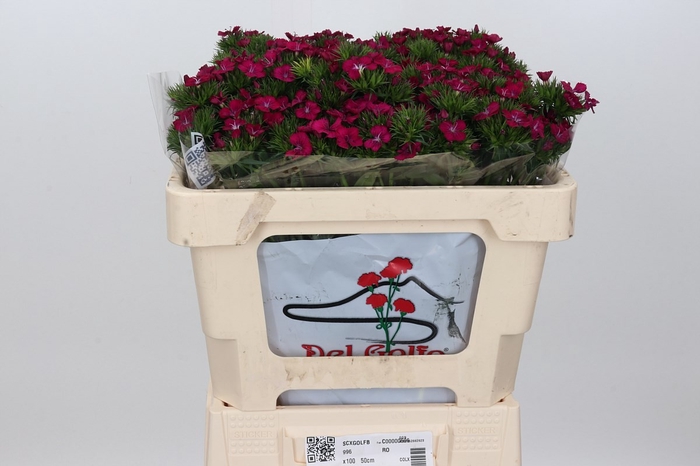 <h4>DI BA AM NEON CHERRY</h4>