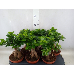 Ficus microcarpa 'Ginseng'