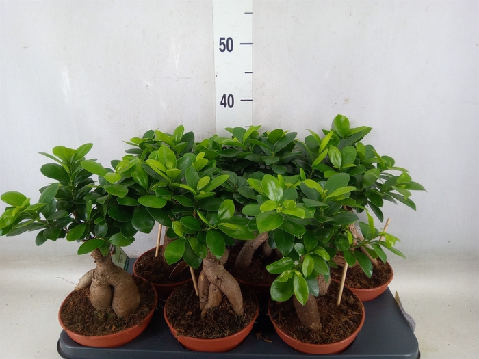 <h4>Ficus microcarpa 'Ginseng'</h4>