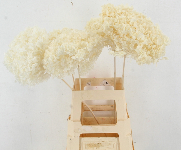 <h4>DROOGBL BEWERKT H%</h4>