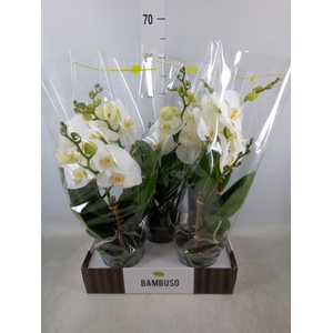 Phalaenopsis   ...white