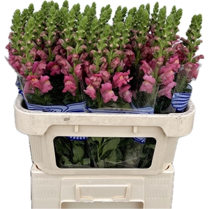 Antir Avignon Rose