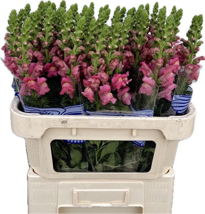 <h4>Antir Avignon Rose</h4>