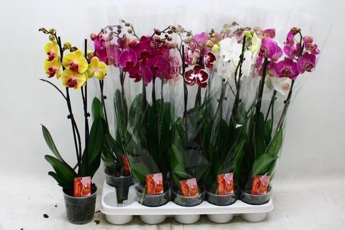 <h4>PHAL GEM 7 KL</h4>