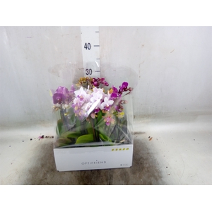 Phalaenopsis multi.   ...mix  5