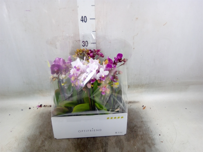 <h4>Phalaenopsis multi.   ...mix  5</h4>